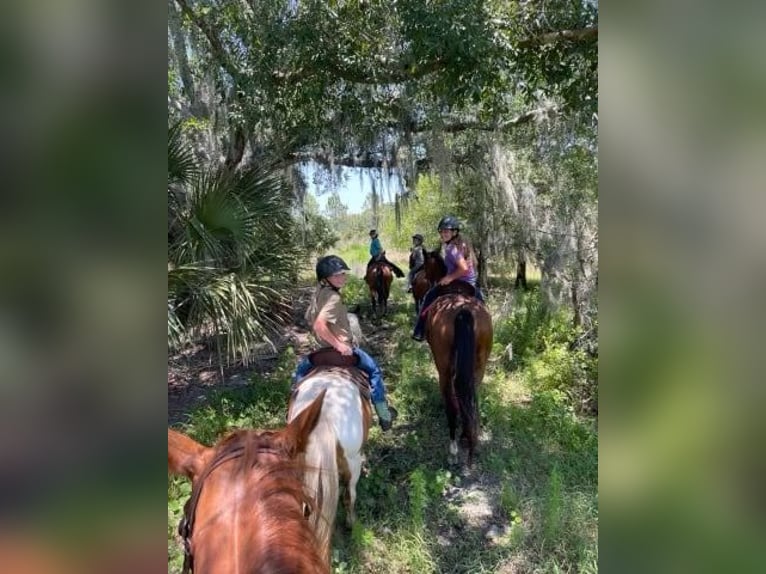 Quarter pony Hongre 13 Ans 132 cm in Carthage, TX