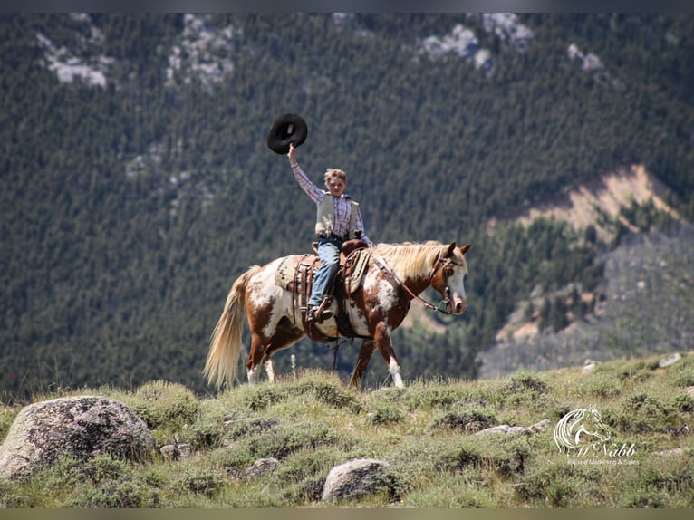 Quarter pony Hongre 13 Ans 137 cm Alezan cuivré in Cody