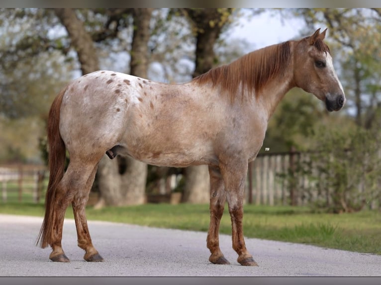 Quarter pony Hongre 13 Ans 137 cm Alezan dun in Lipan, TX