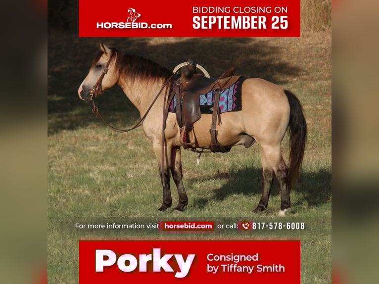 Quarter pony Hongre 13 Ans 140 cm Buckskin in Stephenville, TX