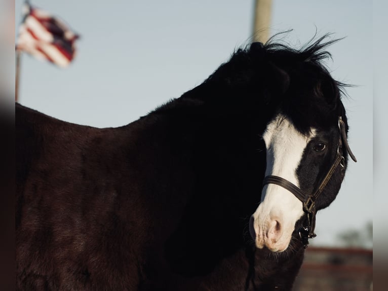 Quarter pony Hongre 13 Ans 140 cm Noir in Cisco
