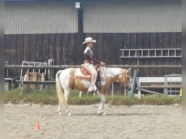 Quarter pony Hongre 13 Ans 140 cm Pinto in Horgau