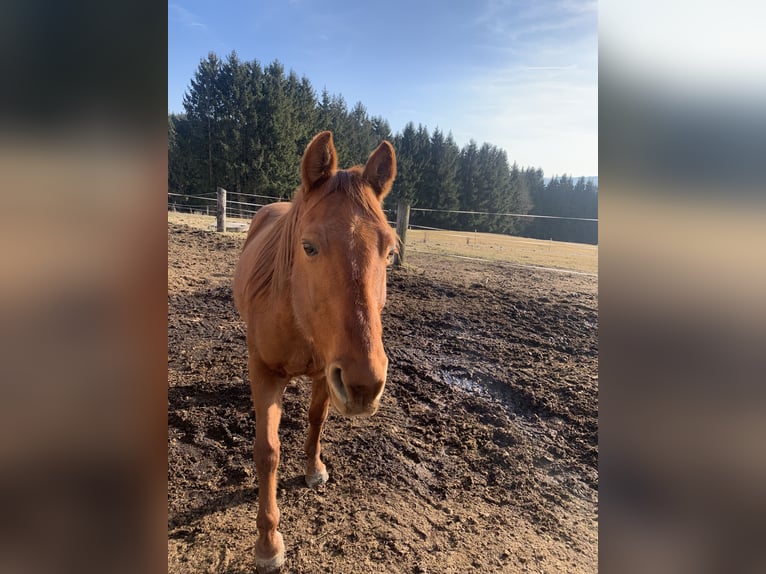 Quarter pony Hongre 13 Ans 143 cm Bai cerise in Freistadt