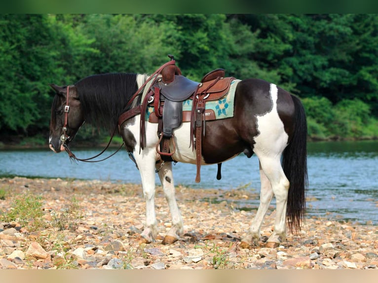 Quarter pony Hongre 13 Ans Pinto in Clarion
