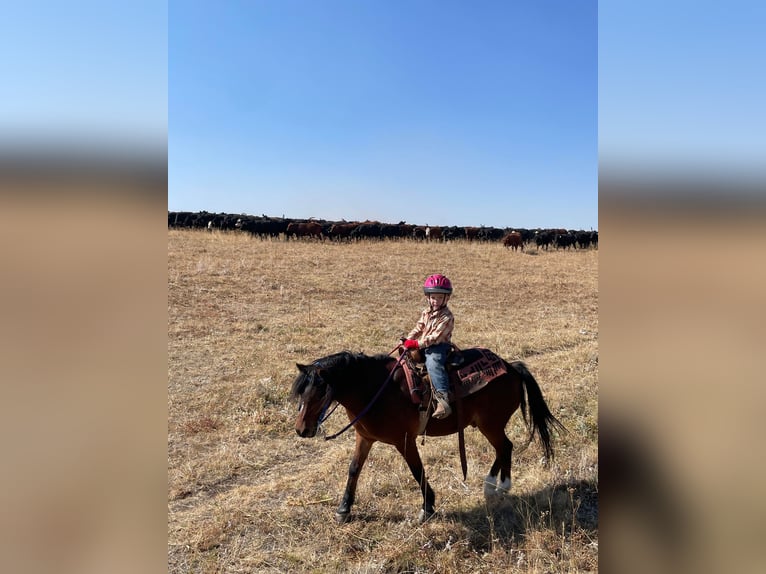 Quarter pony Hongre 14 Ans 122 cm Bai cerise in Caldwell, ID