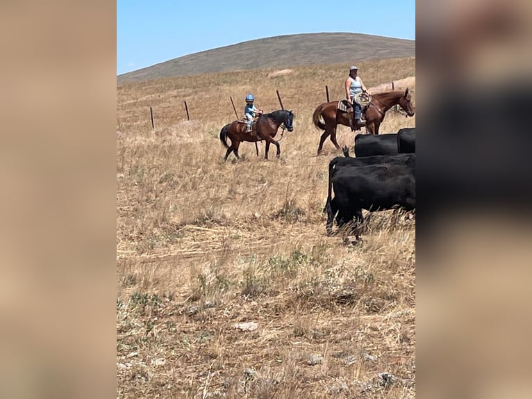 Quarter pony Hongre 14 Ans 122 cm Bai cerise in Caldwell, ID