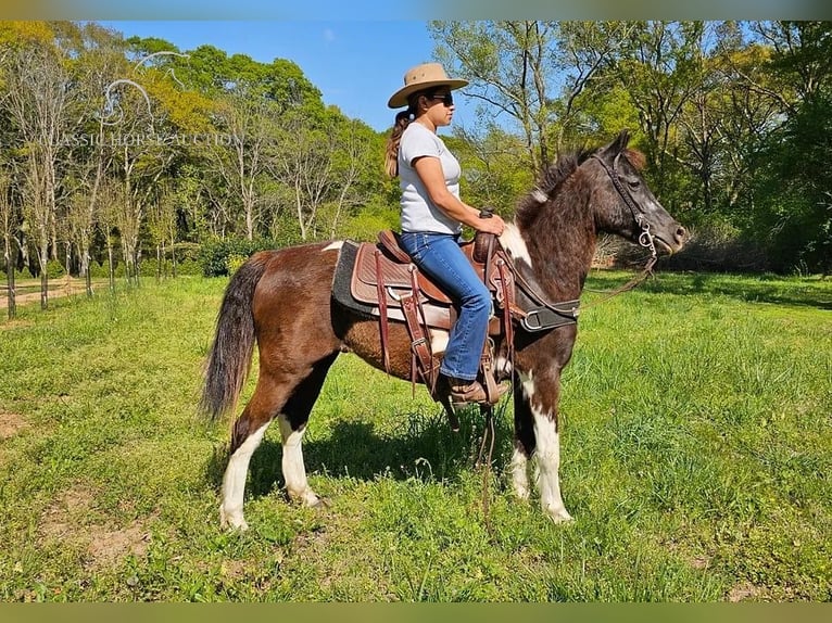 Quarter pony Hongre 14 Ans 132 cm Tobiano-toutes couleurs in Gillsville, GA