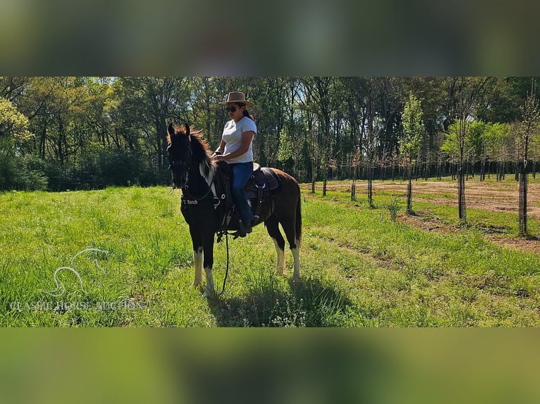 Quarter pony Hongre 14 Ans 132 cm Tobiano-toutes couleurs in Gillsville, GA