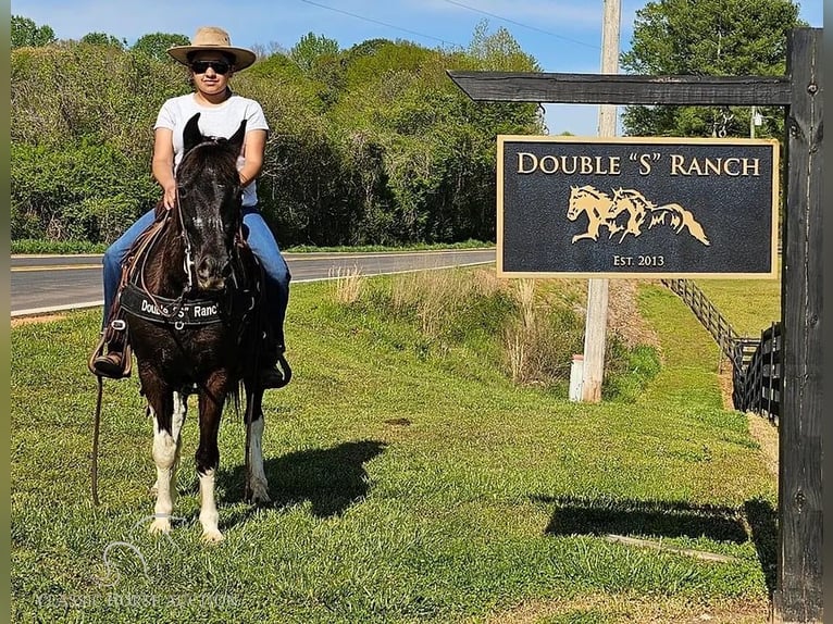 Quarter pony Hongre 14 Ans 132 cm Tobiano-toutes couleurs in Gillsville, GA