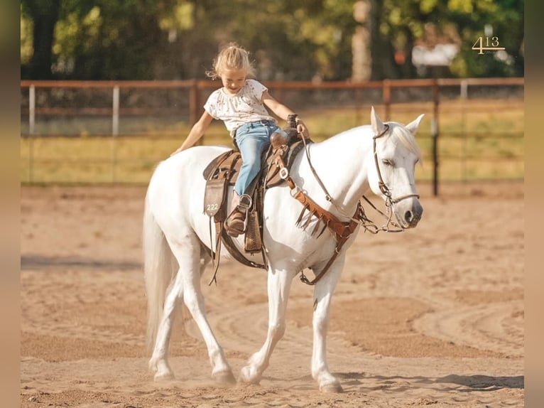 Quarter pony Hongre 14 Ans 140 cm Blanc in Weatherford, TX