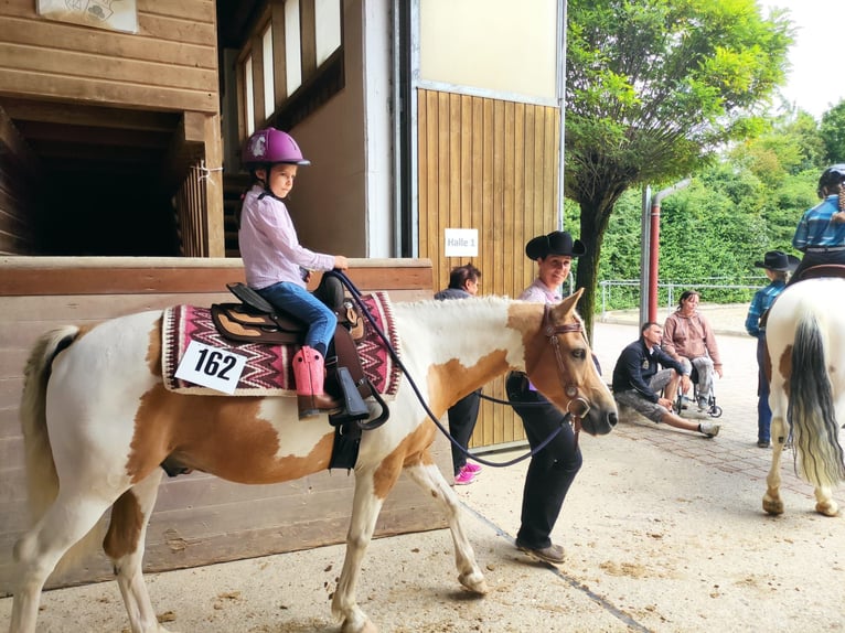 Quarter pony Hongre 14 Ans 140 cm Pinto in Horgau