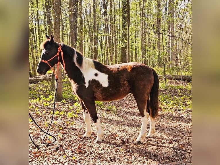 Quarter pony Hongre 15 Ans 132 cm in Gillsville, GA