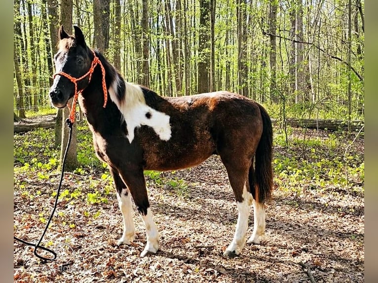 Quarter pony Hongre 15 Ans 132 cm in Gillsville, GA