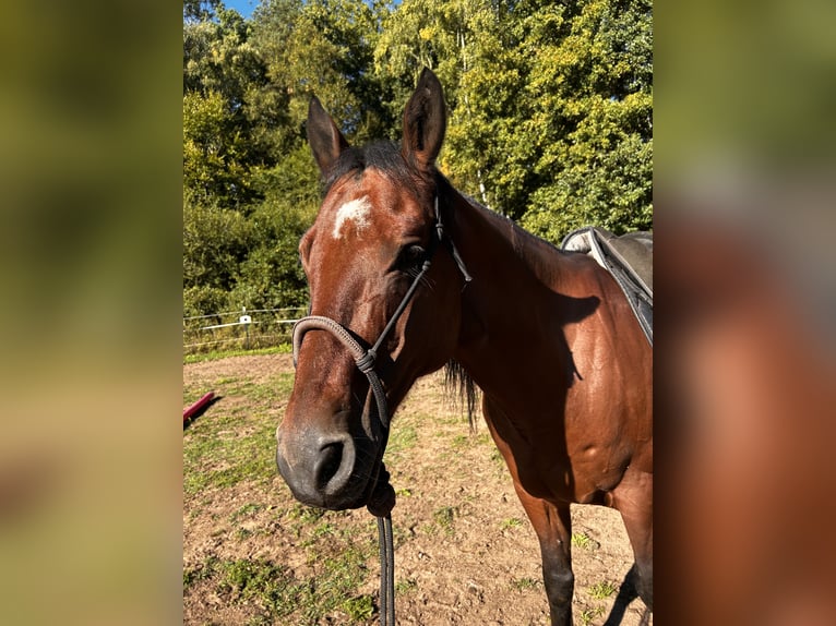 Quarter pony Croisé Hongre 15 Ans 150 cm Bai in Merten