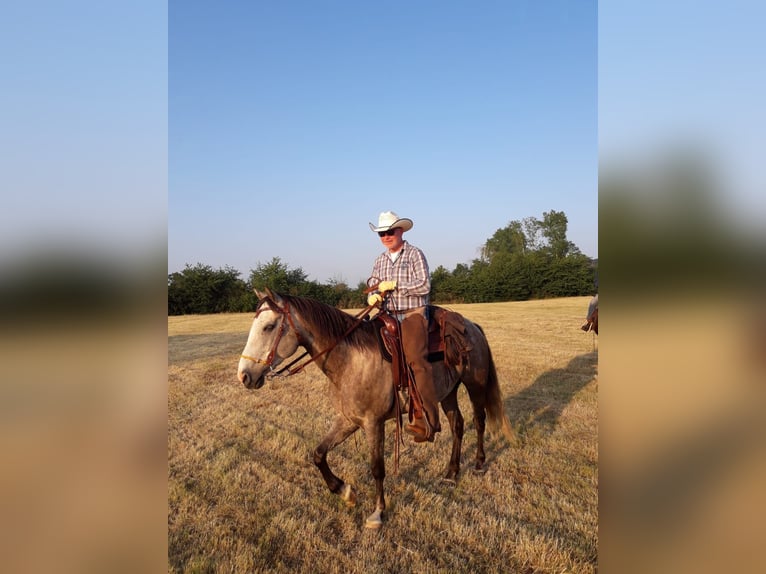 Quarter pony Hongre 15 Ans 151 cm  in Kyffhäuserland