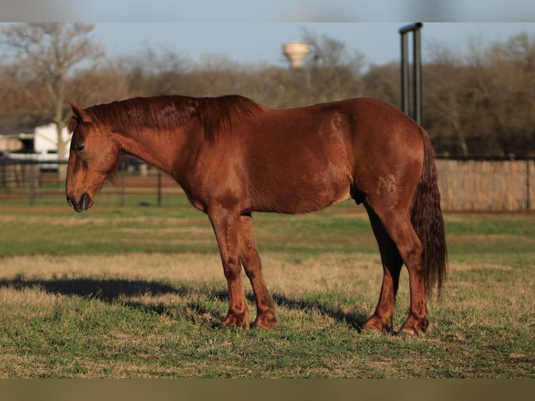 Quarter pony Hongre 16 Ans Alezan cuivré in Joshua, TX