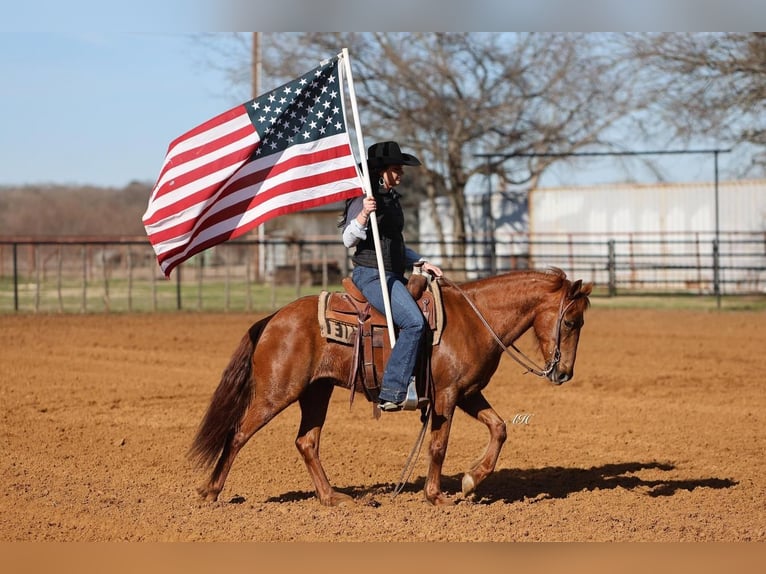 Quarter pony Hongre 16 Ans Alezan cuivré in Joshua, TX