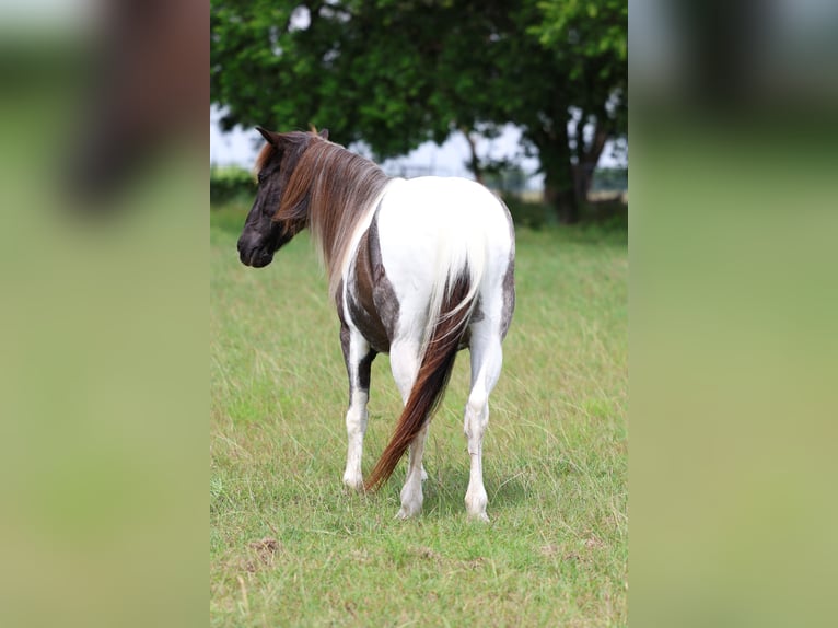 Quarter pony Hongre 19 Ans 132 cm Pinto in Forney
