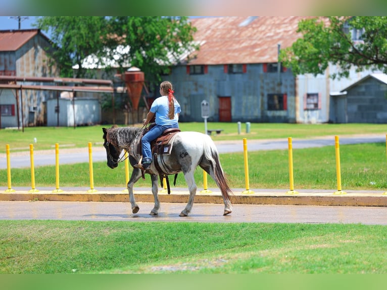 Quarter pony Hongre 19 Ans 132 cm Pinto in Forney