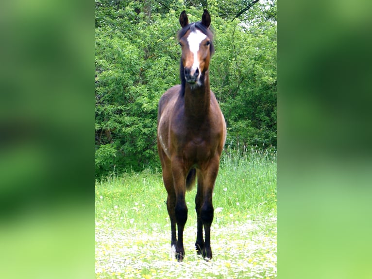 Quarter pony Hongre 1 Année 146 cm Overo-toutes couleurs in Velpke