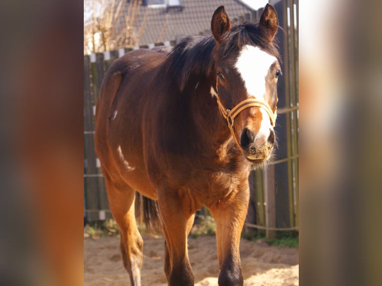 Quarter pony Hongre 1 Année 148 cm Overo-toutes couleurs in Velpke