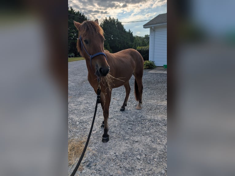 Quarter pony Croisé Hongre 2 Ans 132 cm Bai in Mount Pleasant MC