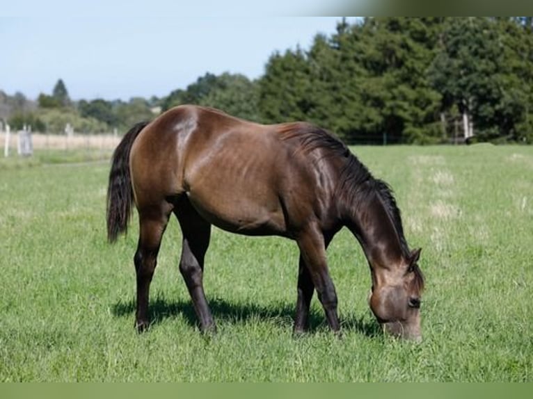 Quarter pony Hongre 2 Ans 149 cm Buckskin in Bad Münstereifel