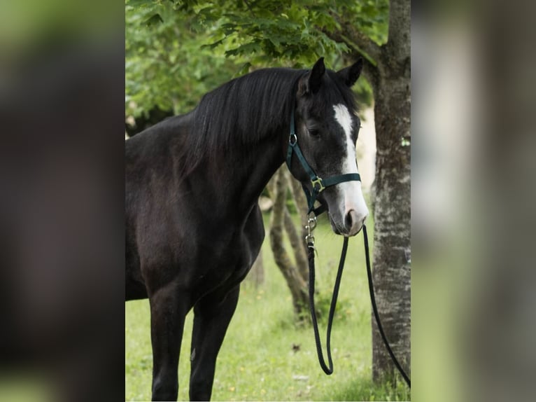 Quarter pony Croisé Hongre 2 Ans 158 cm Gris noir in Marxheim