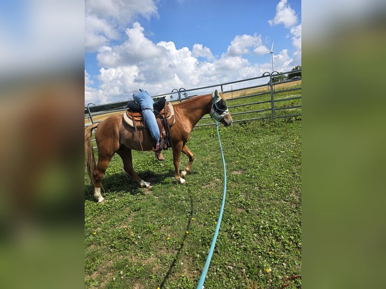 Quarter pony Hongre 3 Ans 136 cm Rabicano in Rettert