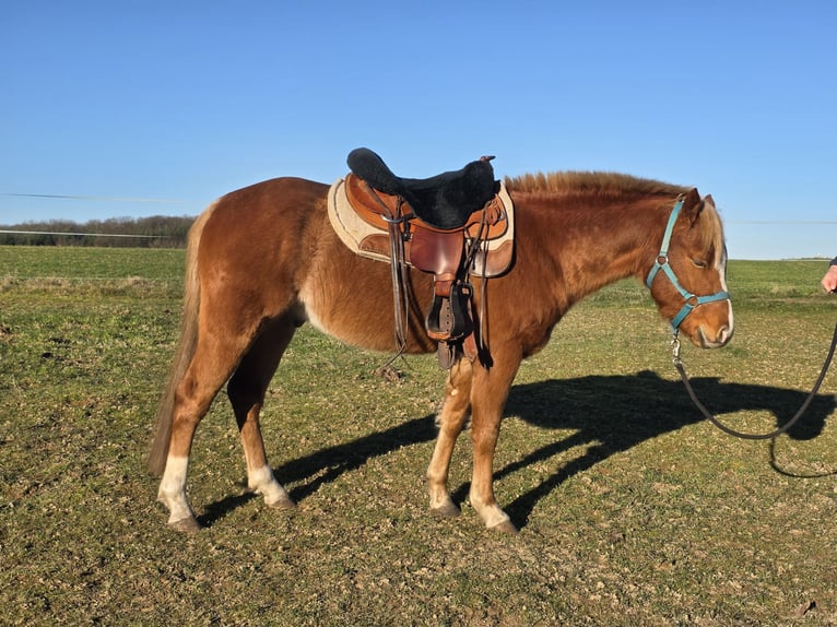 Quarter pony Hongre 3 Ans 136 cm Rabicano in Rettert