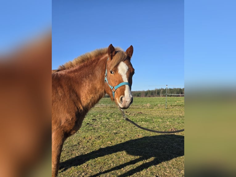 Quarter pony Hongre 3 Ans 136 cm Rabicano in Rettert