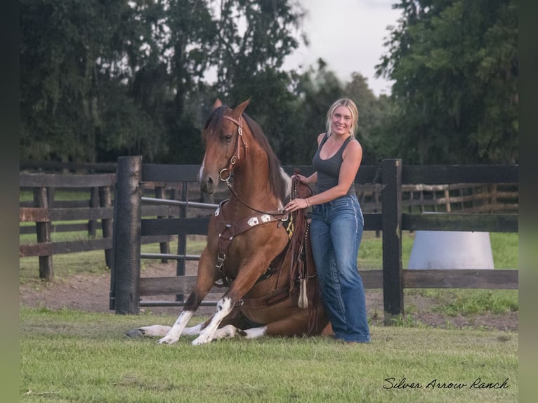 Quarter pony Hongre 3 Ans 142 cm Pinto in Ocala