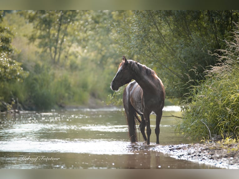 Quarter pony Croisé Hongre 3 Ans 144 cm Noir in Bad Salzdetfurth