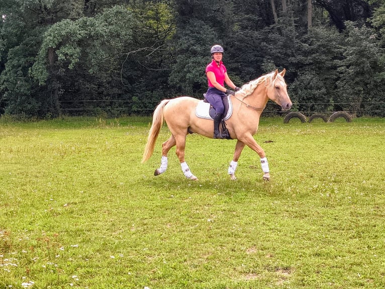 Quarter pony Hongre 3 Ans 155 cm Palomino in Leszno Dolne