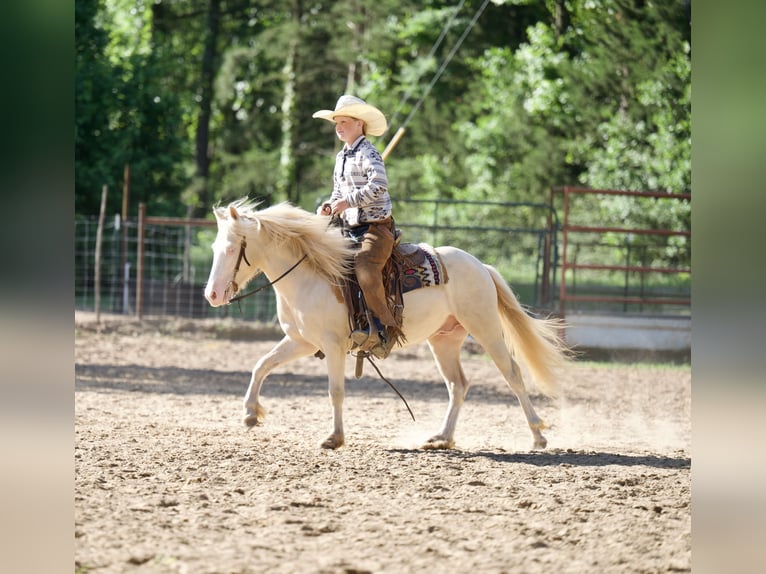 Quarter pony Hongre 4 Ans 122 cm Cremello in Bloomburg