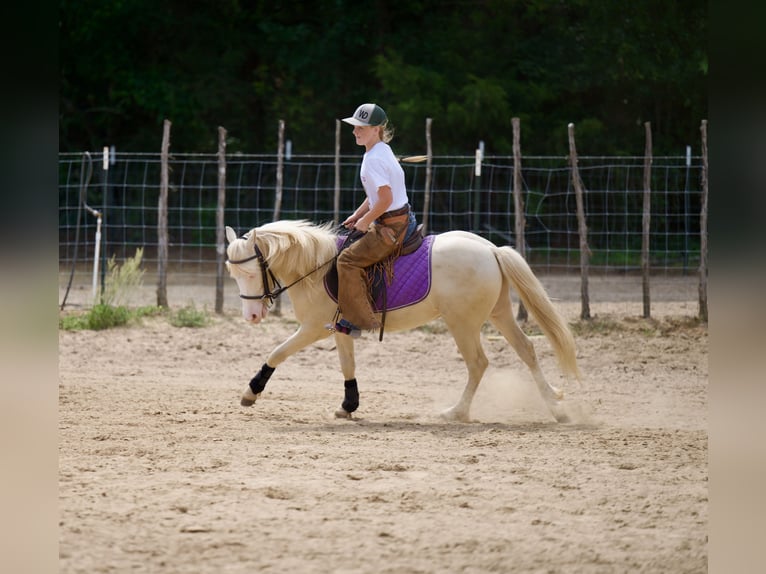 Quarter pony Hongre 4 Ans 122 cm Cremello in Bloomburg