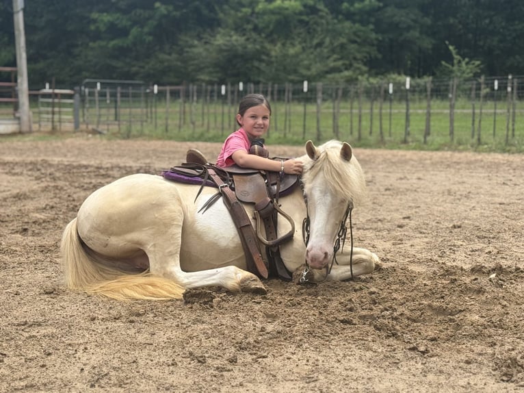 Quarter pony Hongre 4 Ans 122 cm Cremello in Bloomburg