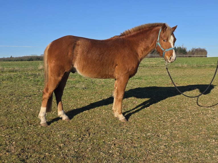 Quarter pony Hongre 4 Ans 136 cm Rabicano in Rettert