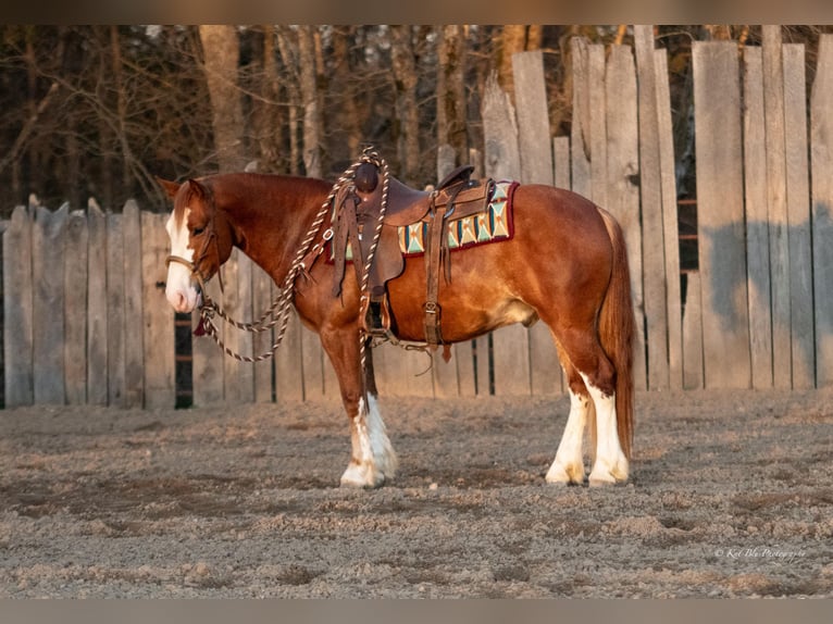 Quarter pony Hongre 4 Ans 140 cm Alezan cuivré in Purdy, MO