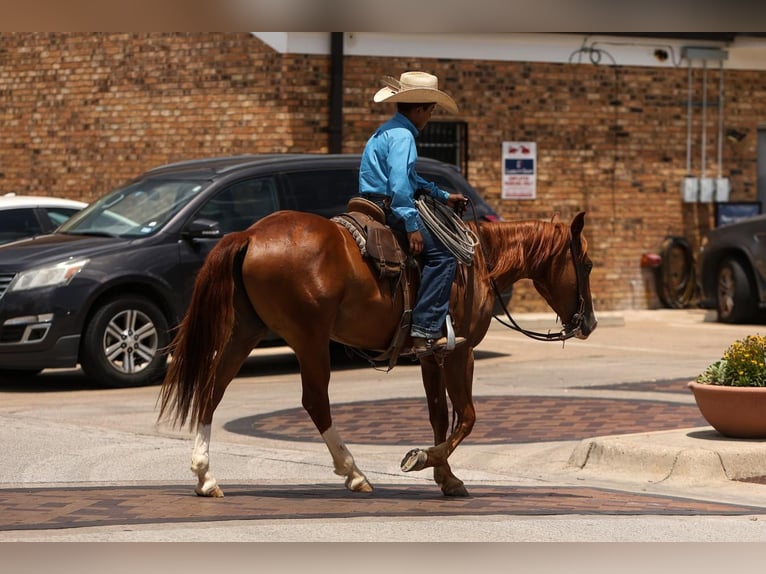 Quarter pony Hongre 4 Ans 142 cm Alezan cuivré in Joshua, TX