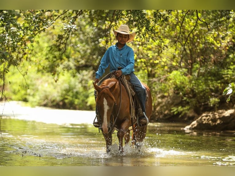 Quarter pony Hongre 4 Ans 142 cm Alezan cuivré in Joshua, TX