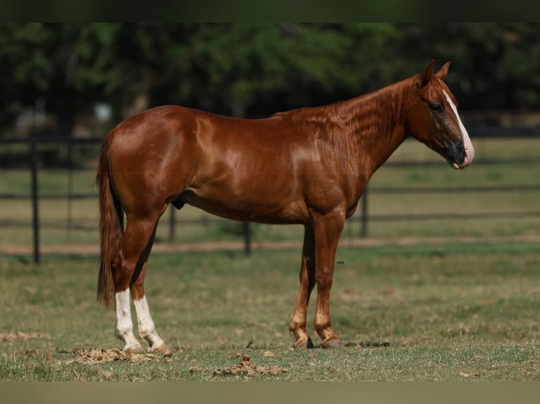 Quarter pony Hongre 4 Ans 142 cm Alezan cuivré in Joshua, TX