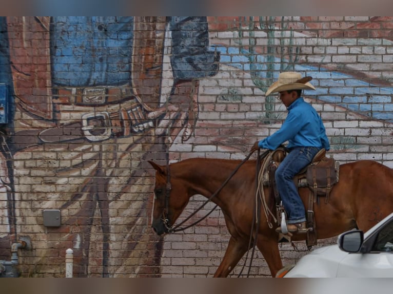 Quarter pony Hongre 4 Ans 142 cm Alezan cuivré in Joshua, TX