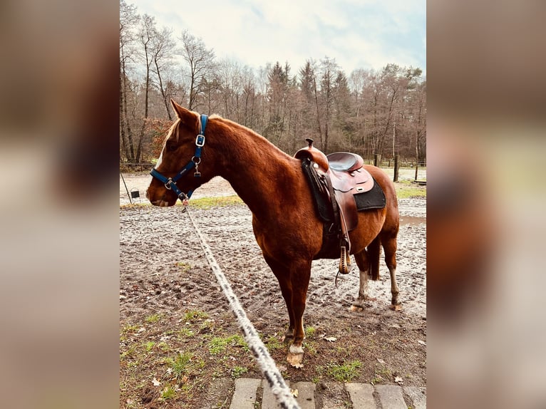 Quarter pony Hongre 4 Ans 145 cm Alezan in Tarmstedt