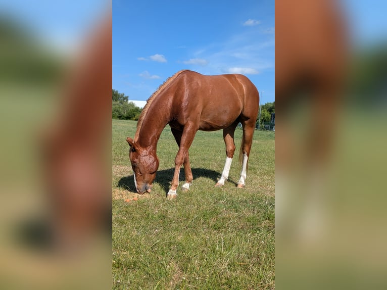 Quarter pony Hongre 4 Ans 145 cm Alezan in Tarmstedt