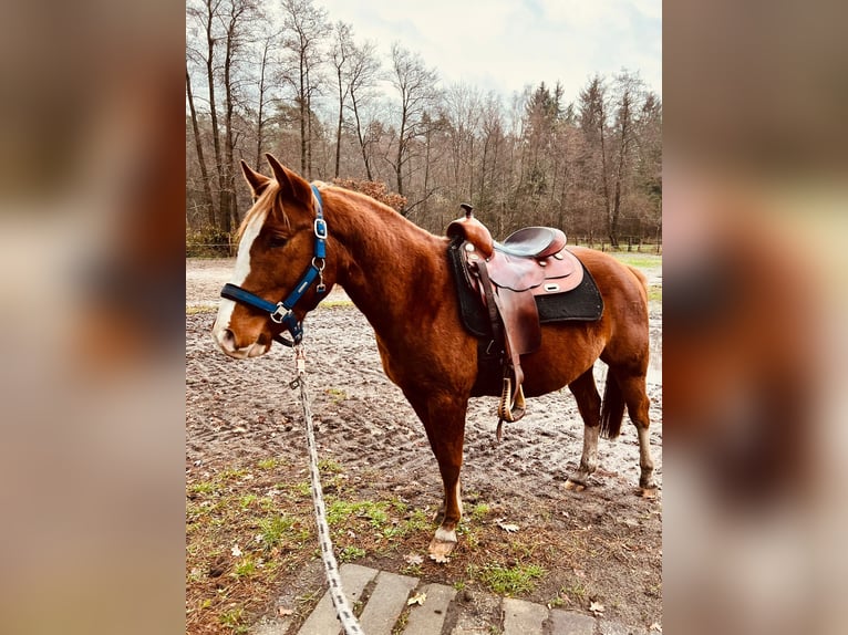 Quarter pony Hongre 4 Ans 145 cm Alezan in Tarmstedt
