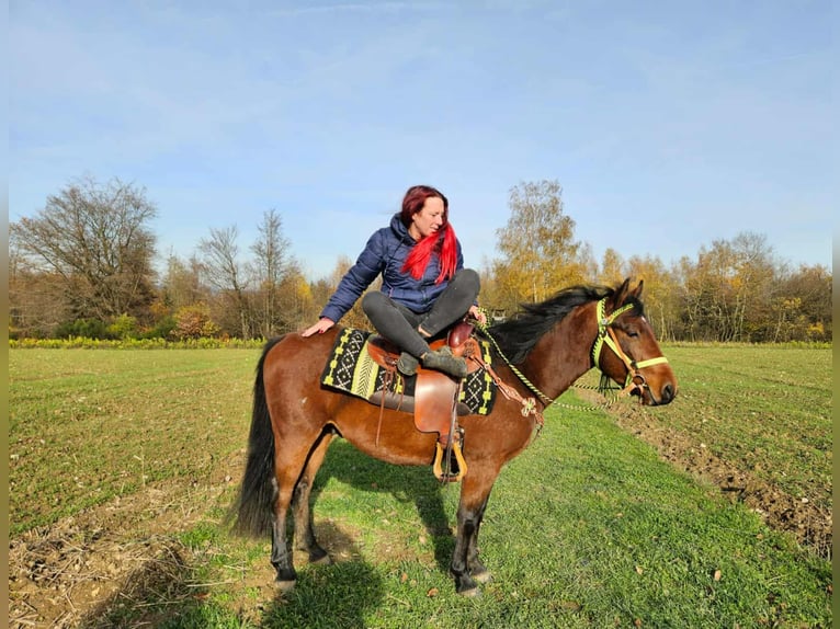 Quarter pony Croisé Hongre 4 Ans 146 cm Bai in Linkenbach