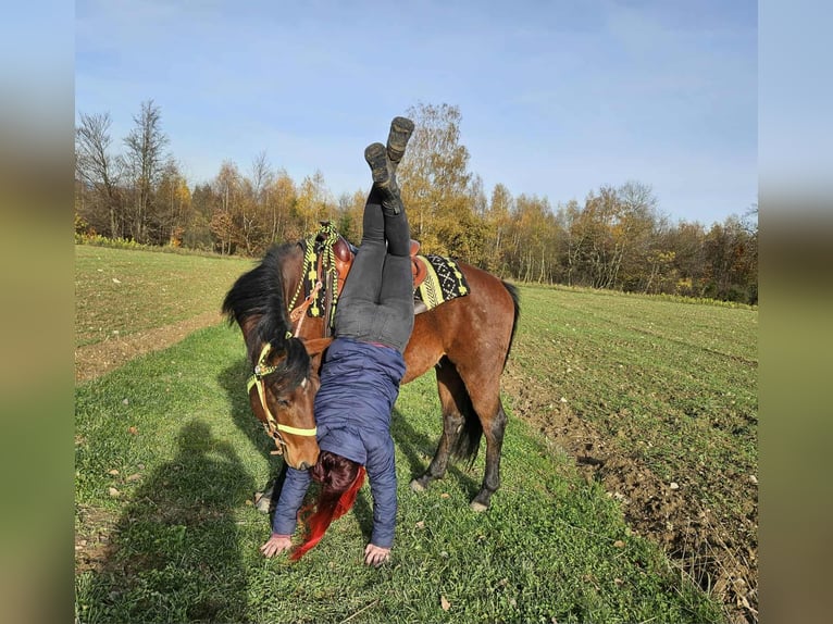 Quarter pony Croisé Hongre 4 Ans 146 cm Bai in Linkenbach