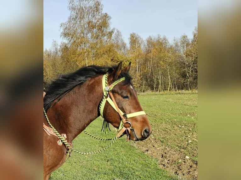 Quarter pony Croisé Hongre 4 Ans 146 cm Bai in Linkenbach