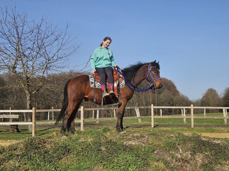 Quarter pony Hongre 4 Ans 146 cm Bai in Linkenbach